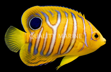 Misbarred Juvenile Orange Regal :: 30605