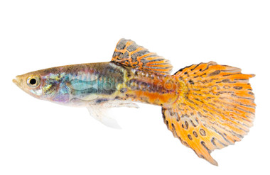Red Sapphire Male :: 11669
