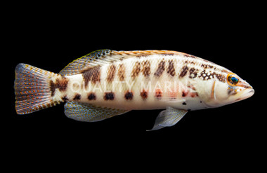 Barred Serrano Pacific :: 11510