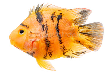 Parrot Red Tiger :: 83691