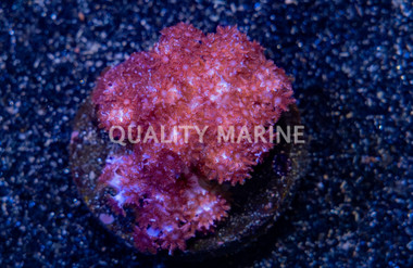 Speckled Leather :: 15811