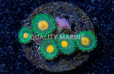 Zoa, Campfire :: 94087