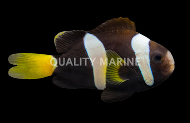 Milii Clownfish, QM Labs :: 99068