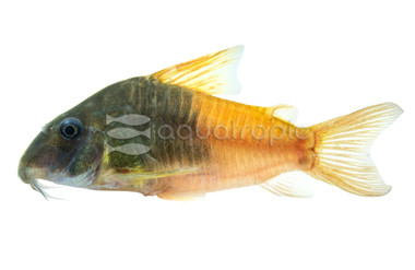 Rio Tomo Concolor CW217 :: 89243