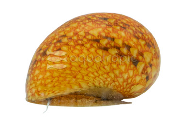 Nerite Pumpkin Pink :: 55954