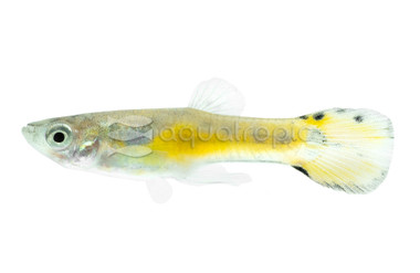 Endler's Metallic Yellow Male Guppy :: 38385