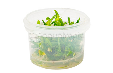 Hygrophila difformis Cup AT :: 48250