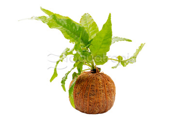 Plant on Coco Ball :: 50206