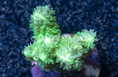 Horn, Branching Neon Green :: 97486