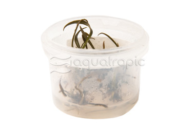 Cryptocoryne spiralis 'Tiger' Cup AT :: 80873