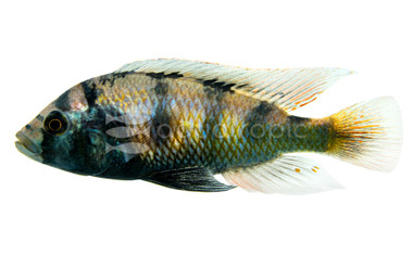 Zebra Obliquidens Cichlid :: 18142