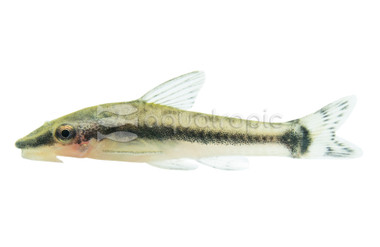 Otocinclus Catfish :: 17304