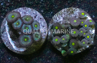 Blue/Green Zoa Frag :: 14400