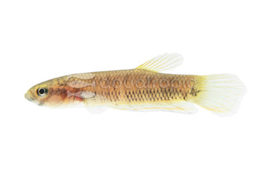Pallifina 'Montoi', Female :: 35960