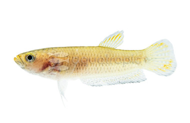 Candy Betta, Female :: 50861