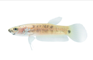 Pallifina 'Bahiton', Male :: 62072