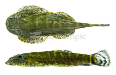 Borneo Sucker Green Neon :: 78127