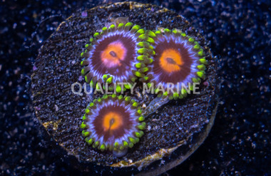 Zoa, Ultimate Blowpop :: 36212