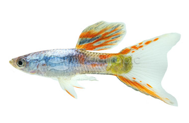 Lyretail Calico Platinum Male :: 92572