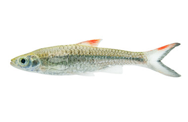 Sabah Red-fin :: 67857