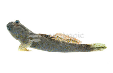 Mudskipper Asian Blue :: 80834