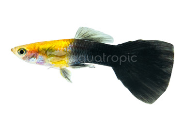 Golden Half Black Male :: 28938
