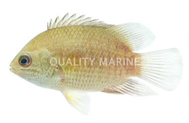 Indonesian Leaffish :: 15869