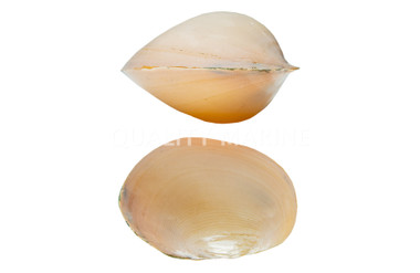 Golden Batissa :: 91704