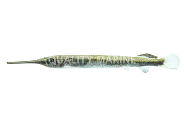 Buffon's River Garfish :: 91912