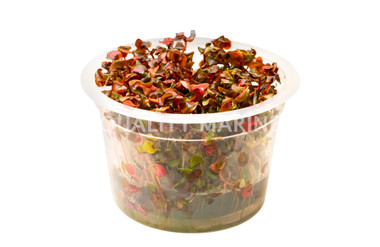 Rotala macrandra Cup AT :: 12935