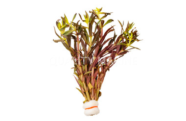 Limnophila aromatica - bunch :: 50335