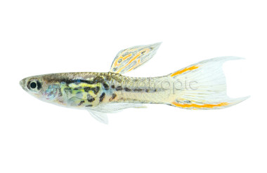 Double Sword Japanese Red Blue Male :: 89127