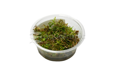 Didiplis diandra Cup AT :: 80503
