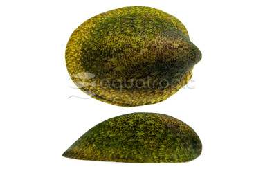 Nerite Turtle :: 10577