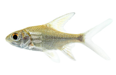 Southern Highfin :: 14945