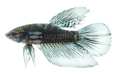 Halfmoon Black Light, Male :: 66737