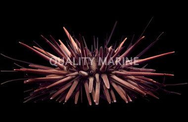 Purple Spine Sea Urchin :: 91585