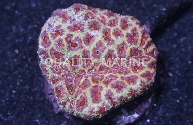 Acanthastrea Micromussa :: 88830