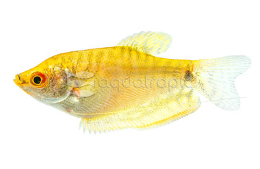 Licorice Cherry-spotted Pygmy :: 14748