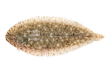 Klunzinger's Tailed Sole :: 36870