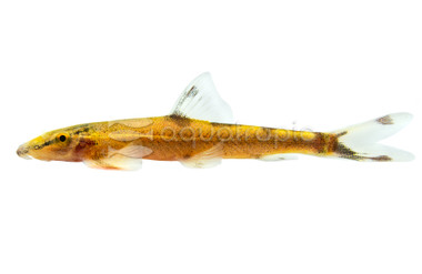 Ogilvie's Lizard Hillstream :: 47331
