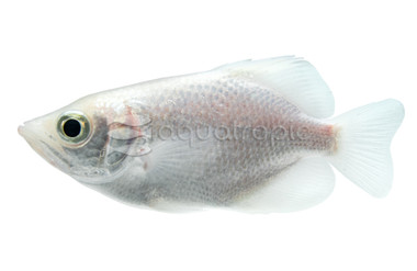 Archerfish Burmese Blythii Platinum :: 24710