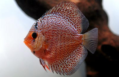 Leopard Snakeskin Discus :: 24050