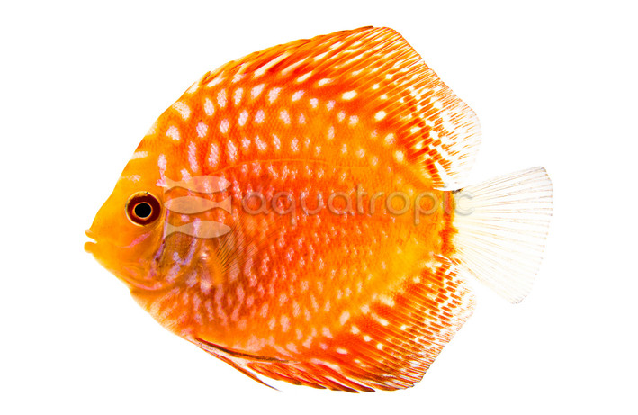 Pigeon Blood Polkadot Discus :: 24057
