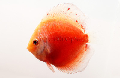 White & Red :: 24064