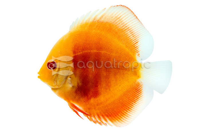 Albino San Merah Discus :: 24076