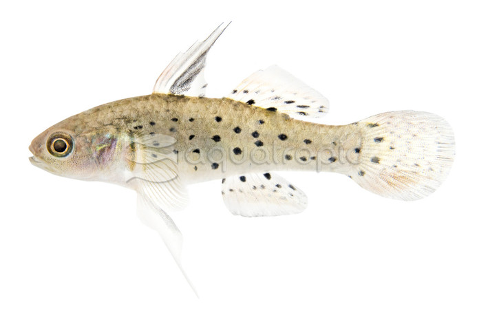 Knight Goby :: 30005