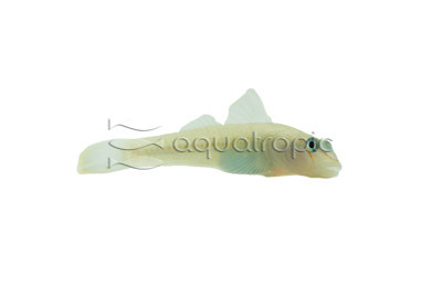 River Candidianus Goby :: 30033