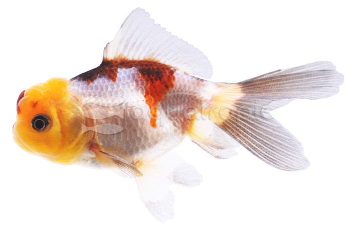 Oranda Tricolor :: 31023