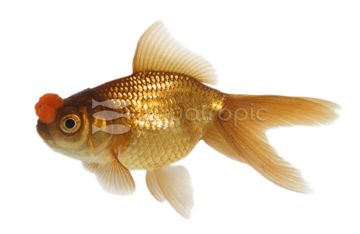 Chocolate Pom Pom Goldfish :: 31050